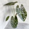 Alocasia 'Golden Bone' - Golden Bone Elephant Ear -Eds Plant Shop alocasia golden bone golden bone elephant ear various sizes 851582