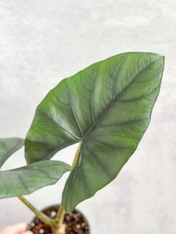 Alocasia Imperialis - Imperialis Elephant Ear - 4.5 Inch -Eds Plant Shop alocasia imperialis imperialis elephant ear 45 inch 130397