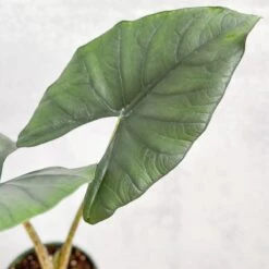 Alocasia Imperialis - Imperialis Elephant Ear - 4.5 Inch -Eds Plant Shop alocasia imperialis imperialis elephant ear 45 inch 439589