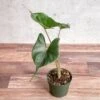 Alocasia Macrorrhiza ‘Stingray’ - Stingray Elephant Ear -Eds Plant Shop alocasia macrorrhiza stingray stingray elephant ear 634759