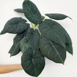 Front Page -Eds Plant Shop alocasia maharani grey dragon alocasia 45 inch 500825