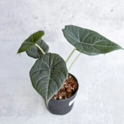 Alocasia Maharani - Grey Dragon Alocasia - 4.5 Inch -Eds Plant Shop alocasia maharani grey dragon alocasia 45 inch 520811