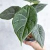 Alocasia Maharani - Grey Dragon Alocasia - 4.5 Inch -Eds Plant Shop alocasia maharani grey dragon alocasia 45 inch 547414
