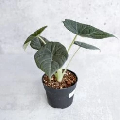 Alocasia Maharani - Grey Dragon Alocasia - 4.5 Inch -Eds Plant Shop alocasia maharani grey dragon alocasia 45 inch 797761