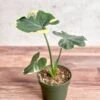 Xanthosoma Sagittifolium 'Mickey Mouse' -Eds Plant Shop alocasia mickey mouse variegated mickey mouse alocasia 45 inch 221314