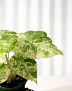 Alocasia ‘Odora Batik’ – Rare Elephant Ear With Batik Pattern 9 Alocasia ‘Odora Batik’ – Rare Elephant Ear With Batik Pattern -Eds Plant Shop alocasia odora batik rare elephant ear with batik pattern 6663143