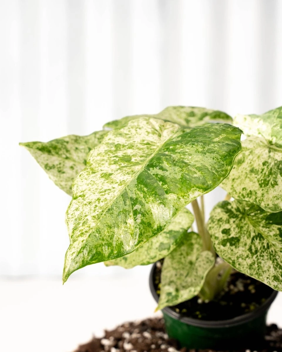 Alocasia ‘Odora Batik’ – Rare Elephant Ear With Batik Pattern 4 Alocasia ‘Odora Batik’ – Rare Elephant Ear With Batik Pattern - Image 2