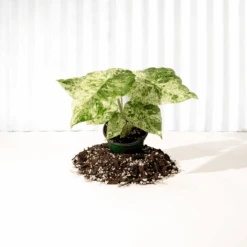 Alocasia ‘Odora Batik’ – Rare Elephant Ear With Batik Pattern 11 Alocasia ‘Odora Batik’ – Rare Elephant Ear With Batik Pattern -Eds Plant Shop alocasia odora batik rare elephant ear with batik pattern 9177979