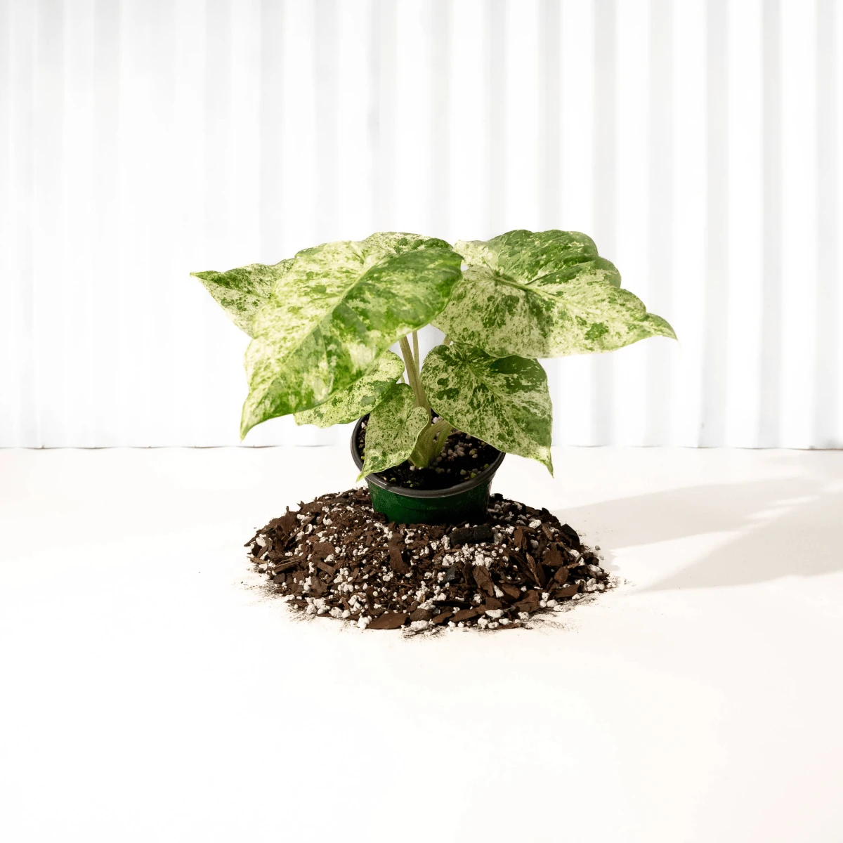 Alocasia ‘Odora Batik’ – Rare Elephant Ear With Batik Pattern 7 Alocasia ‘Odora Batik’ – Rare Elephant Ear With Batik Pattern - Image 5