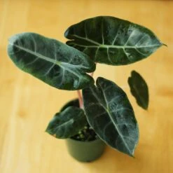 Alocasia Pink Dragon - 4 Inch -Eds Plant Shop alocasia pink dragon 4 inch 141700