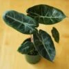 Alocasia Pink Dragon - 4 Inch -Eds Plant Shop alocasia pink dragon 4 inch 265532