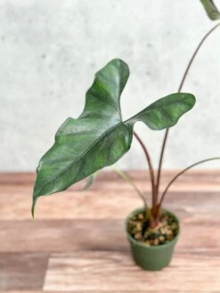 Alocasia Priceps 'Purple Cloak' - Purple Cloak Elephant Ear - 6 Inch 10 Alocasia Priceps 'Purple Cloak' - Purple Cloak Elephant Ear - 6 Inch -Eds Plant Shop alocasia priceps purple cloak purple cloak elephant ear 6 inch 777730