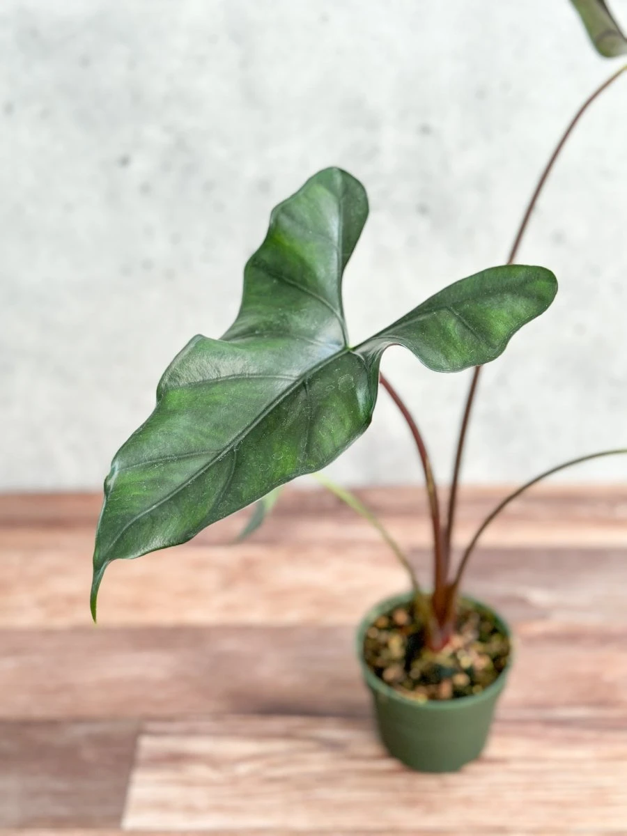 Alocasia Priceps 'Purple Cloak' - Purple Cloak Elephant Ear - 6 Inch 5 Alocasia Priceps 'Purple Cloak' - Purple Cloak Elephant Ear - 6 Inch - Image 3