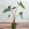 Alocasia Priceps 'Purple Cloak' - Purple Cloak Elephant Ear - 6 Inch -Eds Plant Shop alocasia priceps purple cloak purple cloak elephant ear 6 inch 811913