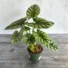 Alocasia 'Quilted Dreams' - 4 Inch -Eds Plant Shop alocasia quilted dreams 4 inch 774196