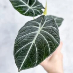 Alocasia Reginula 'Black Velvet' -Eds Plant Shop alocasia reginula black velvet 45 inch 330861