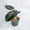 Alocasia Reginula 'Black Velvet' -Eds Plant Shop alocasia reginula black velvet 45 inch 706158