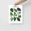 Alocasia Species ID Chart - Botanical Houseplant Art Print 1 Alocasia Species ID Chart - Botanical Houseplant Art Print -Eds Plant Shop alocasia species id chart botanical houseplant art print 120559