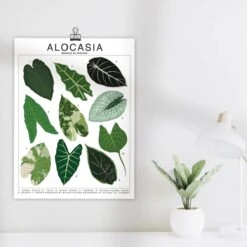 Alocasia Species ID Chart - Botanical Houseplant Art Print -Eds Plant Shop alocasia species id chart botanical houseplant art print 368059