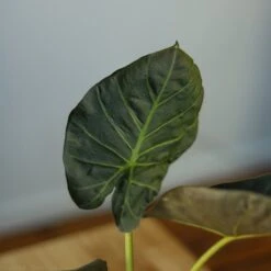 Alocasia X ‘Regal Shield’ - Regal Shield Alocasia -Eds Plant Shop alocasia x regal shield regal shield alocasia 10 inch 472716