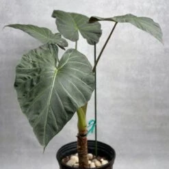 Alocasia X ‘Regal Shield’ - Regal Shield Alocasia -Eds Plant Shop alocasia x regal shield regal shield alocasia 10 inch 769373