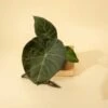 Alocasia X ‘Regal Shield’ - Regal Shield Alocasia -Eds Plant Shop alocasia x regal shield regal shield alocasia 753865