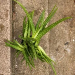 Aloe Barbadensis Miller 'Aloe Vera' -Eds Plant Shop aloe barbadensis miller aloe vera 260799