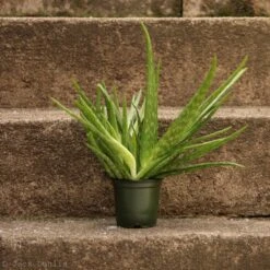 Aloe Barbadensis Miller 'Aloe Vera' -Eds Plant Shop aloe barbadensis miller aloe vera 973621