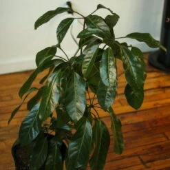 Alpine Schefflera ‘Umbrella Tree' -Eds Plant Shop alpine schefflera umbrella tree 102613