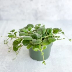 Alsobia Dianthiflora - Lace Flower -Eds Plant Shop alsobia dianthiflora lace flower 617444