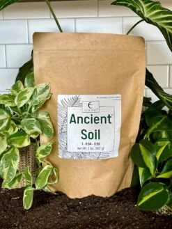 Ancient Soil - Premium Soil For Houseplants -Eds Plant Shop ancient soil premium soil for houseplants 336777