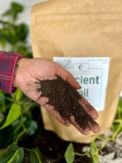 Ancient Soil - Premium Soil For Houseplants -Eds Plant Shop ancient soil premium soil for houseplants 413672
