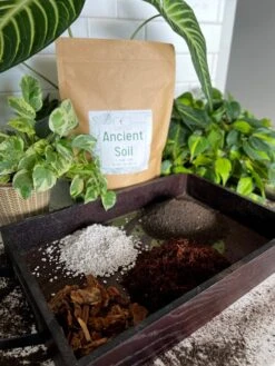 Ancient Soil - Premium Soil For Houseplants -Eds Plant Shop ancient soil premium soil for houseplants 614480
