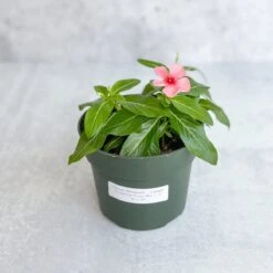 Front Page -Eds Plant Shop annual periwinkle upright flowering vinca mix 834646