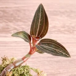 Anoectochilus Roxburghii - ‘Jewel Orchid’ 9 Anoectochilus Roxburghii - ‘Jewel Orchid’ -Eds Plant Shop anoectochilus roxburghii jewel orchid 2 inch 620164