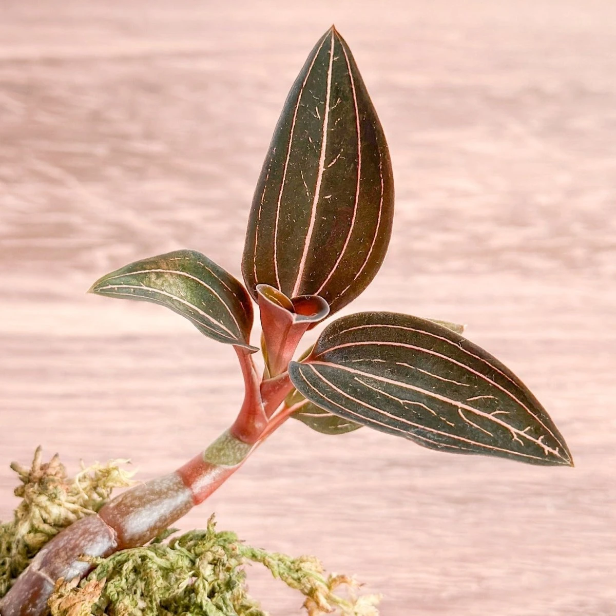 Anoectochilus Roxburghii - ‘Jewel Orchid’ 6 Anoectochilus Roxburghii - ‘Jewel Orchid’ - Image 4
