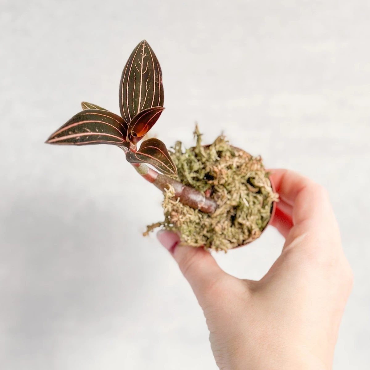 Anoectochilus Roxburghii - ‘Jewel Orchid’ 3 Anoectochilus Roxburghii - ‘Jewel Orchid’