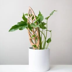 Anthrulla - Anthurium Inspired Plant Trellis -Eds Plant Shop anthrulla anthurium inspired plant trellis 678254