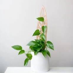 Anthrulla - Anthurium Inspired Plant Trellis -Eds Plant Shop anthrulla anthurium inspired plant trellis 825499