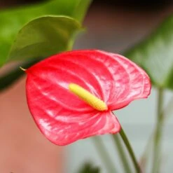 Anthurium Andraeanum 'Flamingo Flower' -Eds Plant Shop anthurium andraeanum flamingo flower various sizes 153347