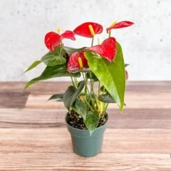 Anthurium Andraeanum 'Flamingo Flower'