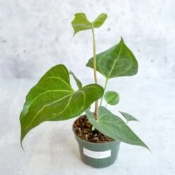 Anthurium Clarinervium X Pedatoradiatum - Velvet Cardboard Anthurium - 4.5 Inch