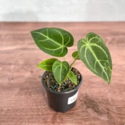 Anthurium Magnificum - Magnificent Anthurium - 4 Inch -Eds Plant Shop anthurium magnificum magnificent anthurium 4 inch 642831