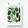 Anthurium Species ID Chart - Botanical Houseplant Art Print -Eds Plant Shop anthurium species id chart botanical houseplant art print 894062