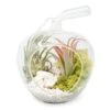 Apple Terrarium With Pebble Kit And Tillandsia Air Plants 2 Apple Terrarium With Pebble Kit And Tillandsia Air Plants -Eds Plant Shop apple terrarium with pebble kit and tillandsia air plants 1570745
