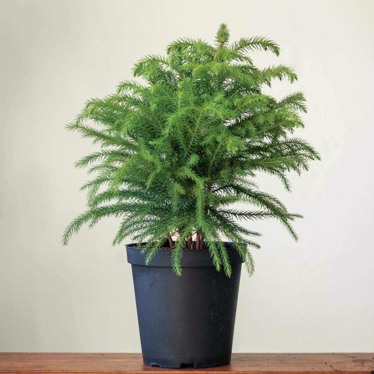 Araucaria Heterophylla Norfolk Island Pine Indoor Tropical Plant 4 Araucaria Heterophylla Norfolk Island Pine Indoor Tropical Plant - Image 2