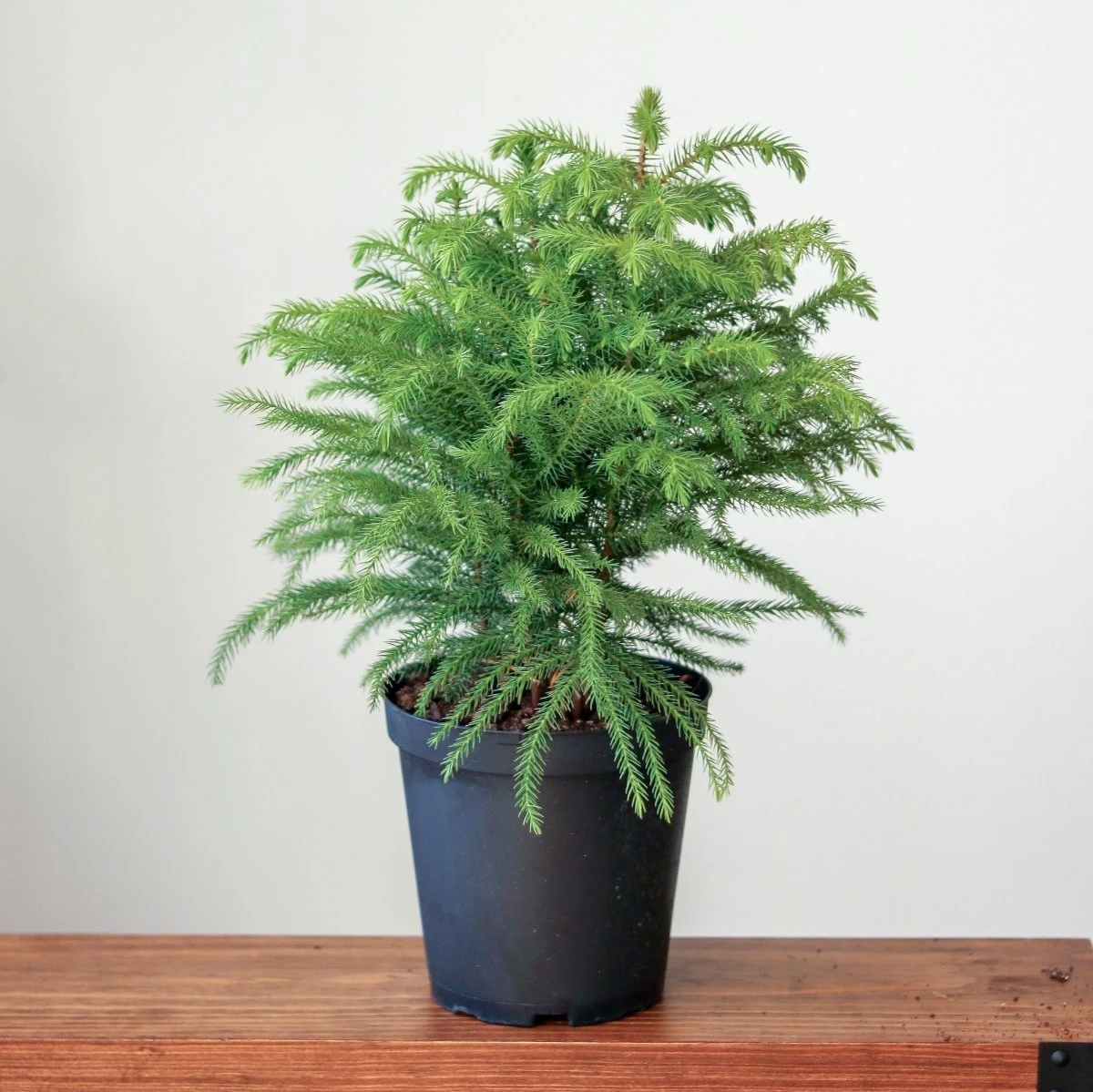 Araucaria Heterophylla Norfolk Island Pine Indoor Tropical Plant 3 Araucaria Heterophylla Norfolk Island Pine Indoor Tropical Plant