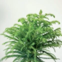 Araucaria Heterophylla Norfolk Island Pine Indoor Tropical Plant 9 Araucaria Heterophylla Norfolk Island Pine Indoor Tropical Plant -Eds Plant Shop araucaria heterophylla norfolk island pine indoor tropical plant 679761