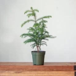 Araucaria Heterophylla Norfolk Island Pine Indoor Tropical Plant 10 Araucaria Heterophylla Norfolk Island Pine Indoor Tropical Plant -Eds Plant Shop araucaria heterophylla norfolk island pine indoor tropical plant 907466