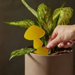 Arber Sticky Traps – 16-Pack Plant Pest Control -Eds Plant Shop arber sticky traps 16 pack plant pest control 4592855